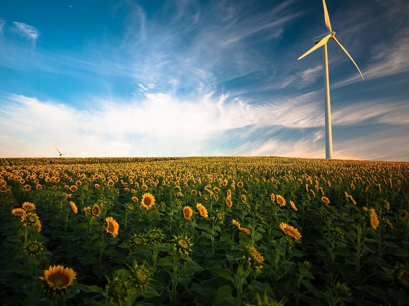Enchanting Sunflowers
