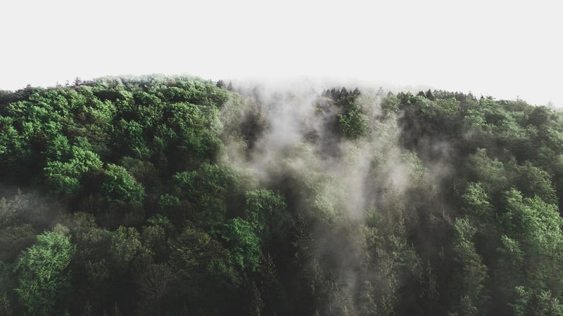 Magical Forest