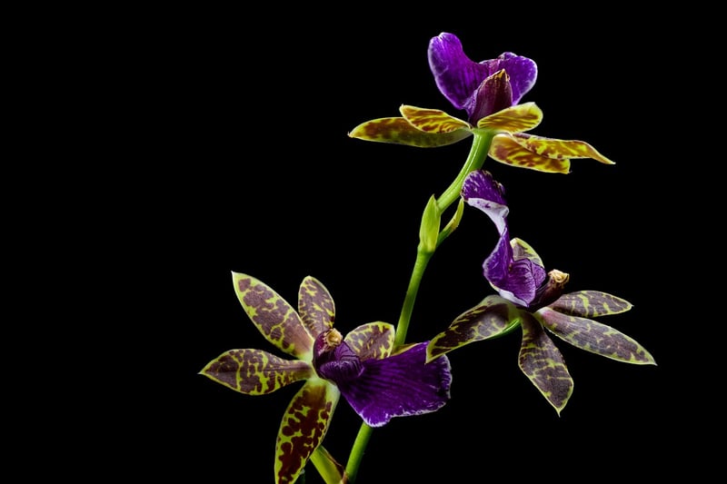 Orchid Flower