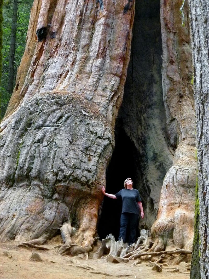 Sequoia Tree