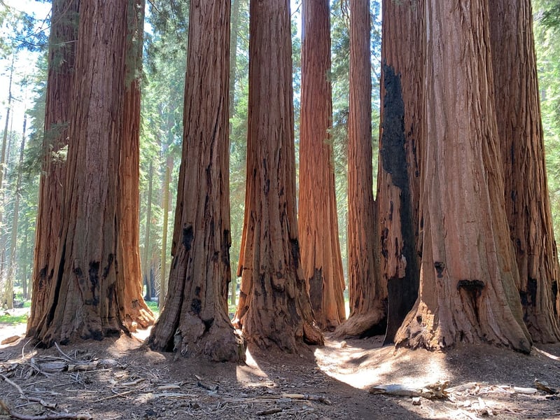 Sequoia Trees