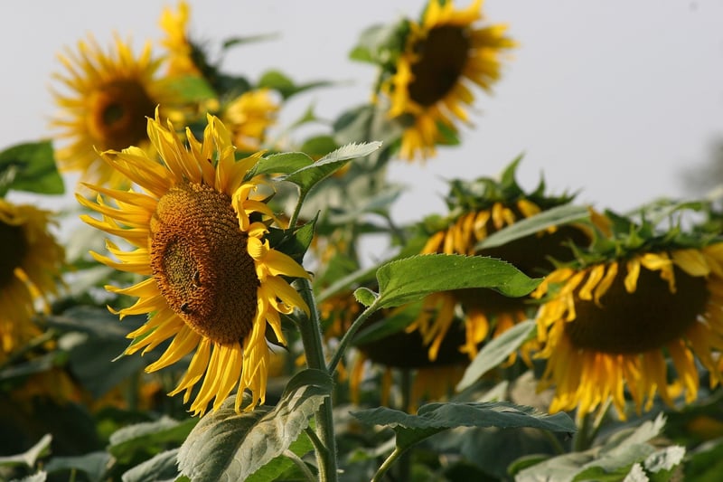 Sunflower Close Up